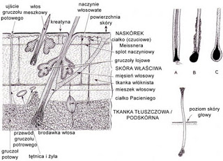 Włosowe ciekawostki