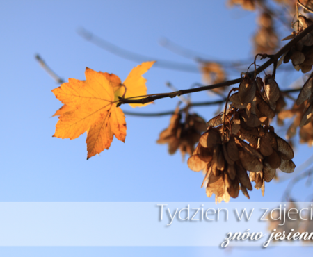 Tydzień w zdjęciach (31)