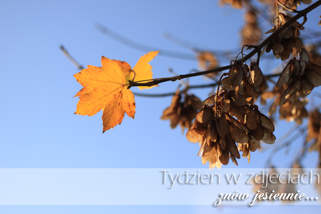 Tydzień w zdjęciach (31)